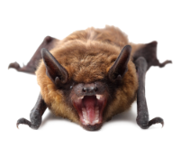 bat