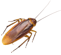 cockroach
