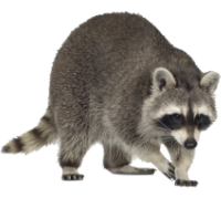 raccoon
