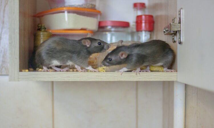 Mice on cupboards. 