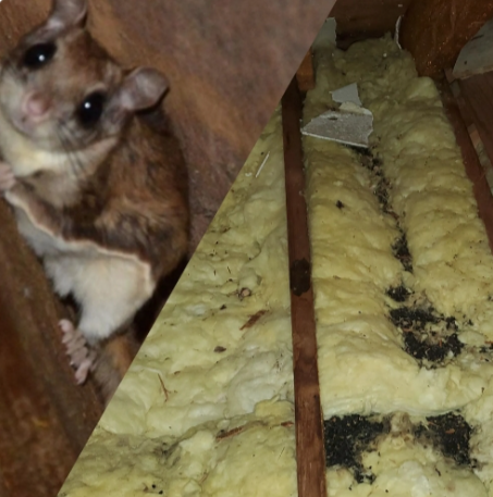 Mice in basement walls