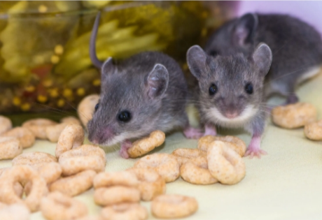 Mice in cereal box in kitchen