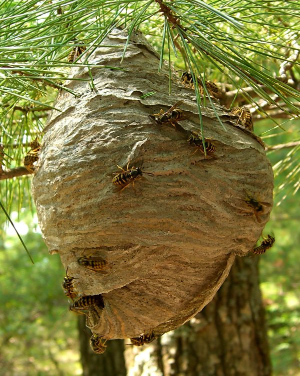 Massive beehive.